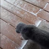 Kat is winterbanden vergeten