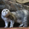 Nieuwe NONONONO-kat uit Rusland