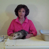Proper Opossum Pedicure