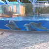 Dolfijnen observeren eekhorens