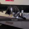 DUMPERT LOLKAT DINSDAG