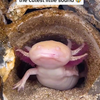 Schattige axolotl 