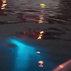Dolfijn zwemt door lichtgevende algen in Florida