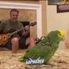 Muzikale vogel