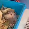 Evil hamster