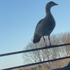 Nieuwe wekker gekocht doet het goed joh 