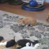 Kittens vs. vloerkleed