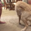 Hond verveelt zich de pest