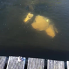 Brommer in de water