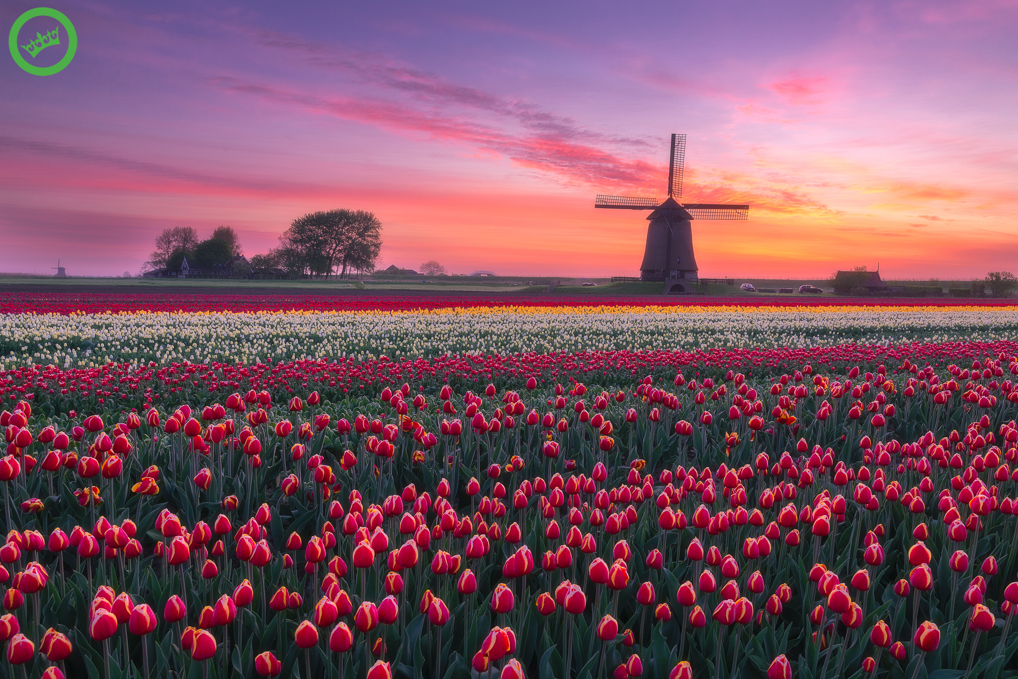 Где находится тюльпановое поле. Голландия тюльпановые поля мельница. Амстердам тюльпановые поля. Тюльпановые поля Прованса во Франции.