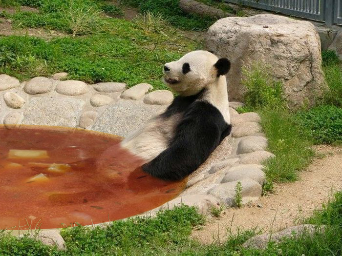Panda Fotosoep