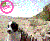 Irak Puppy Animaties