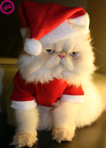 Is uw kat al kerstklaar?