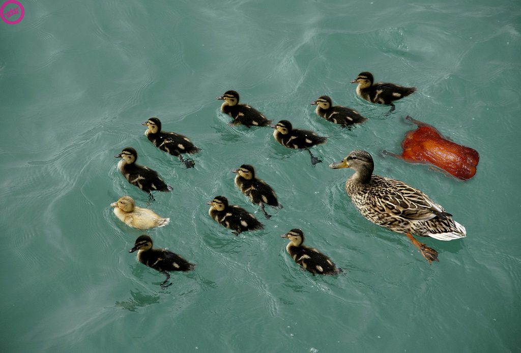 dumpert.nl - Vreemde eend in de bijt (7)