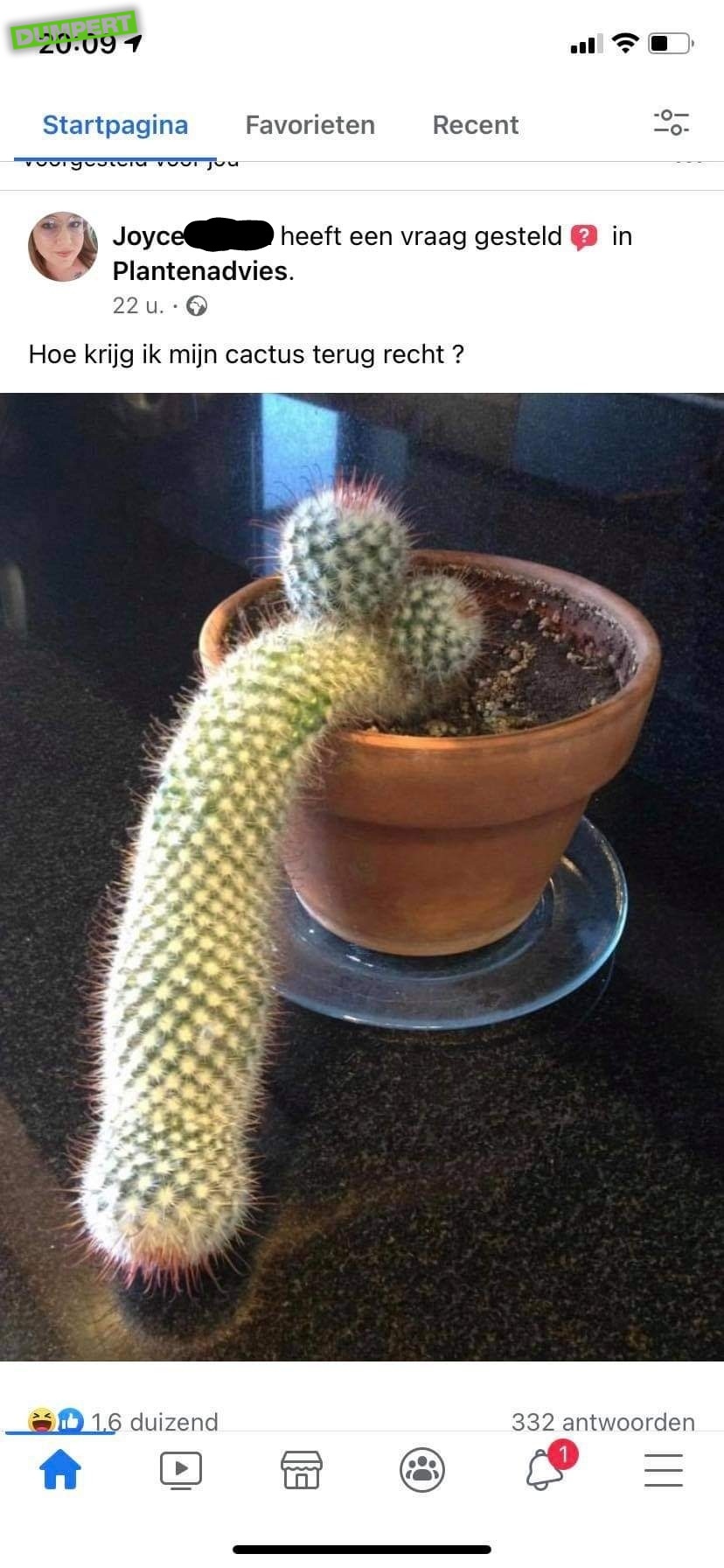 Slappe cactus