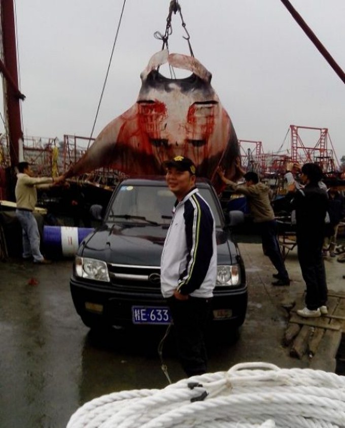 Reuzenmanta gevangen in China