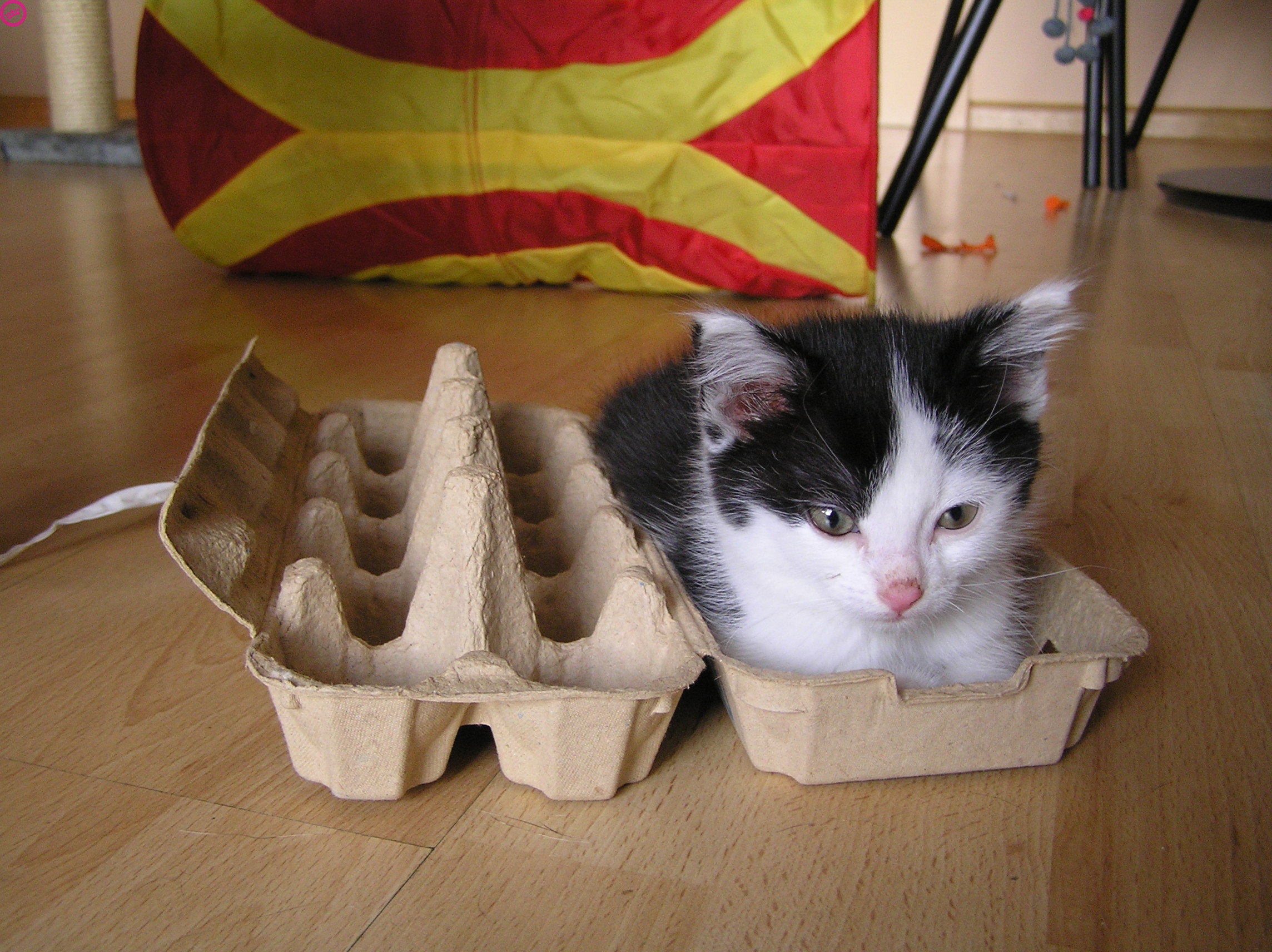 Коробка для кошки