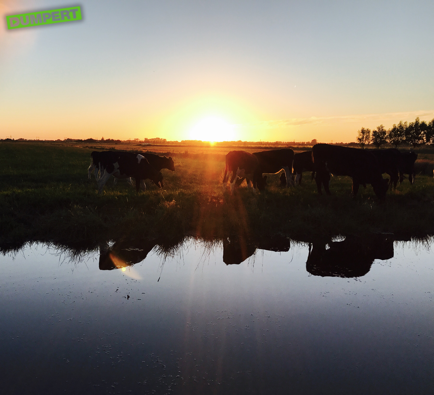 Zonsondergang met de koeien