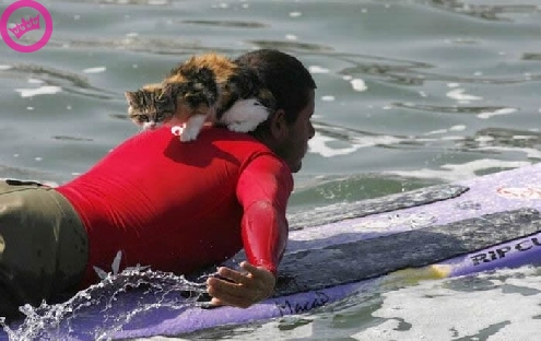 Surf Kat
