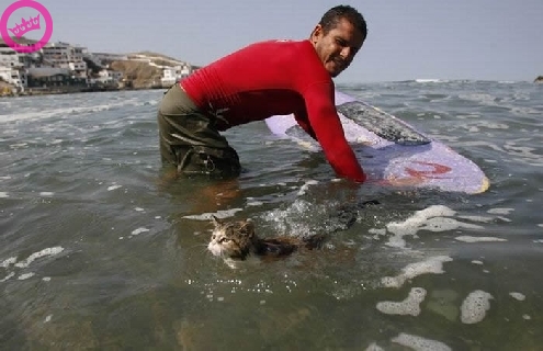 Surf Kat