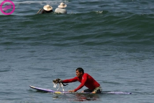 Surf Kat