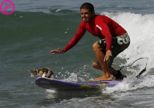 Surf Kat