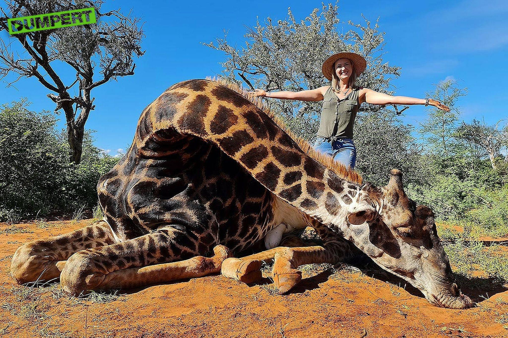 Meisje op de foto met haar versgeschoten giraffe