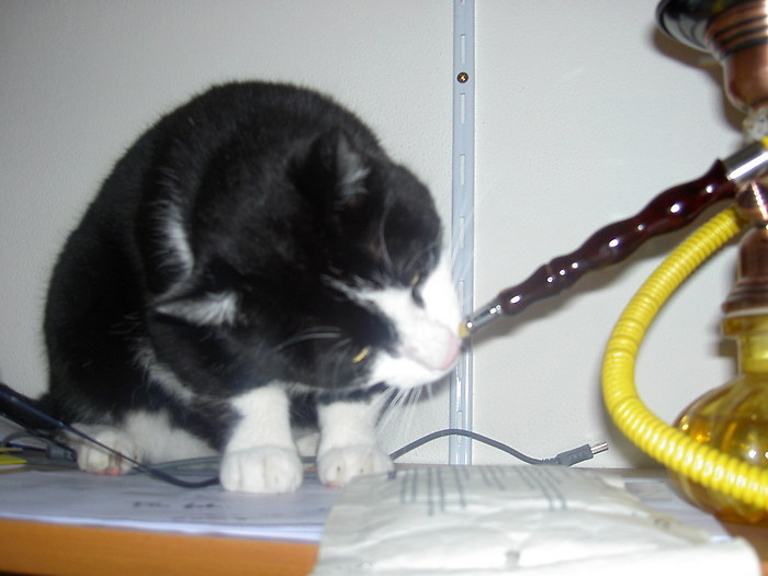Kat aan de waterpijp