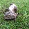 Schildpad helpt omgevallen vriend