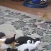 Kittens vs. vloerkleed