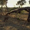 Luipaard maakt baviaan dood