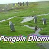 A Penguin Dilemma