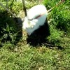 Albino wasbeer