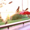Kolibri's