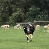 De Koeienfluisteraar