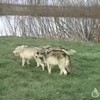 Wilde wolven vinden fotograaf liev!