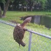 Schildpad klimt over hek