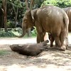 Baby olifant ligt op schrikdraad