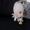 Puppy maakt kennis met limoen