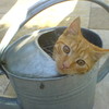 Poes in gieter