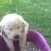 Hond slaapt in bak water