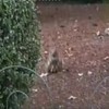 Eekhoorntje met grote ballen