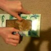 Kitten in tissuedoos