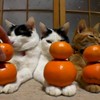 3 katten, 6 mandarijnen