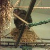 Chimpansee eet eigen poep