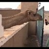 Weer een cola drinkende kameel