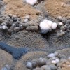De aspergillus fumigatus botrytis mucor trichoderma cladosporium