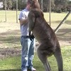 Mega kangoeroe