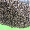 How-to een bijennest verwijderen