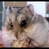 Hamster eet pinda